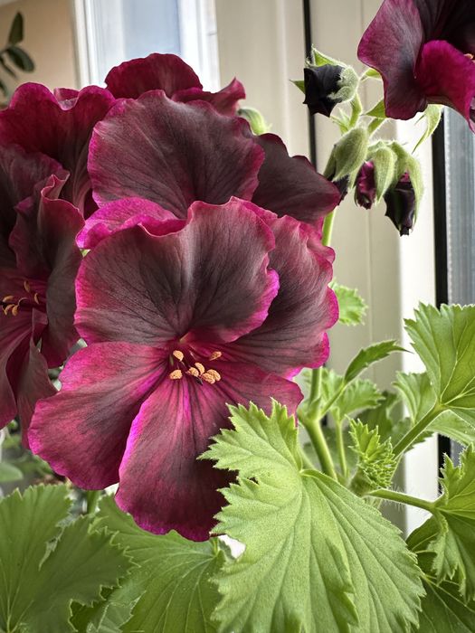 Королівська пеларгонія темнобордова, інші сорт-2  пеларгоніі