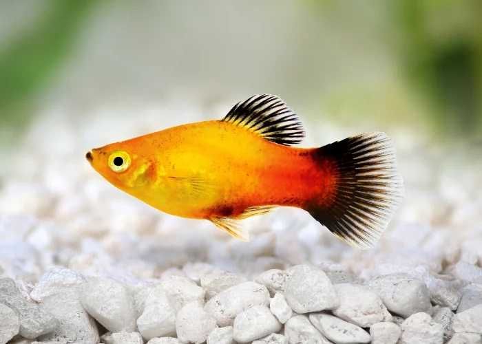 Platka / Platynka / Zmianniak plamisty (Xiphoporus maculatus) WYSYŁKA AKWAWIN