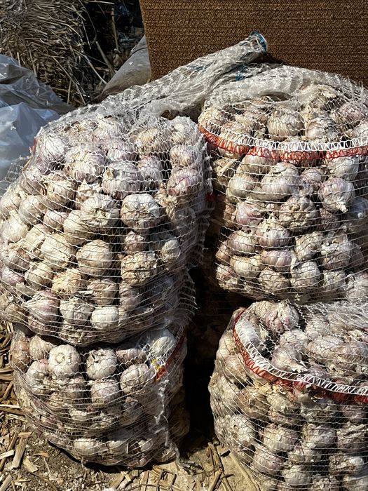 Czosnek harnaś przemysłowy