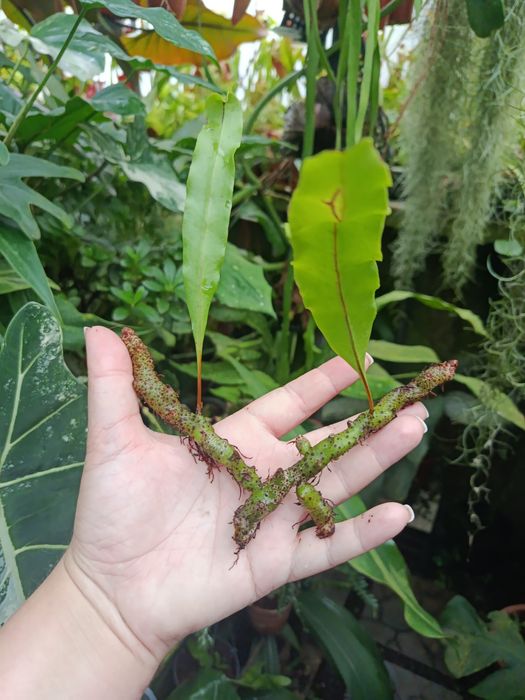 Леканоптеріс Lecanopteris sinuosa