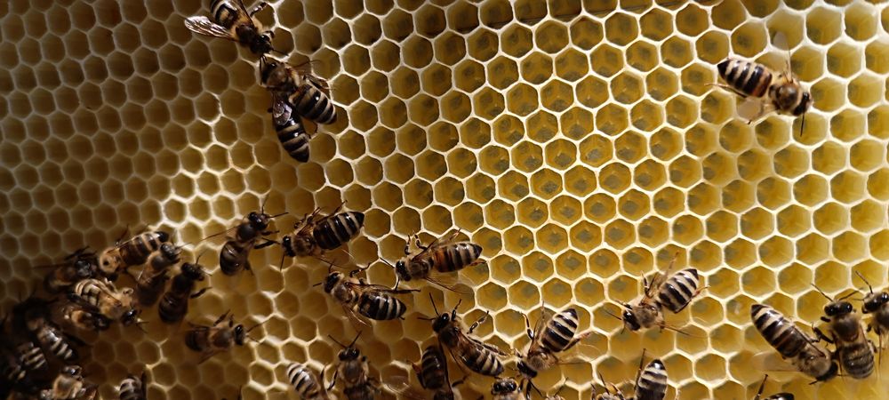 Мед квітковий з власної пасіки