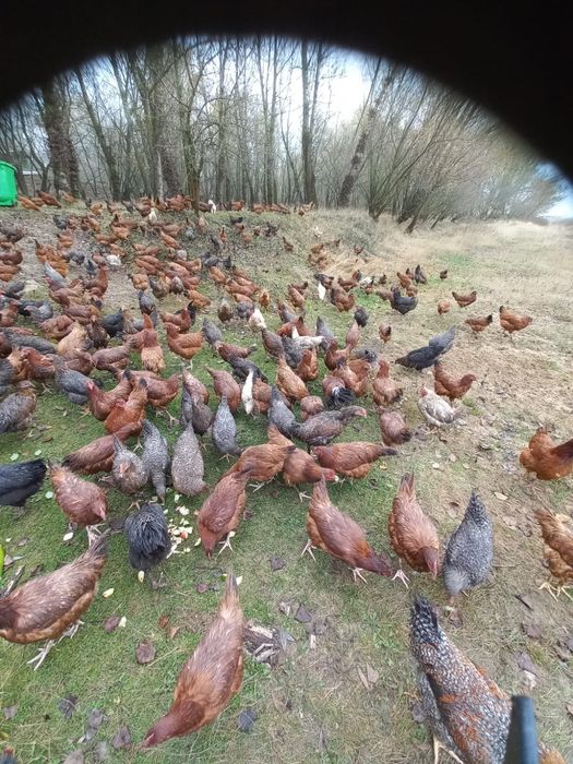 (Kozie Mleko) Zdrowa żywność  z gospodarstwa  domowego