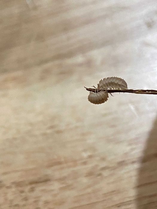 Isopodes (Bichos de conta)