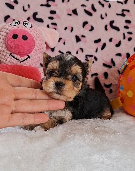 Suczka Yorkshire Terrier