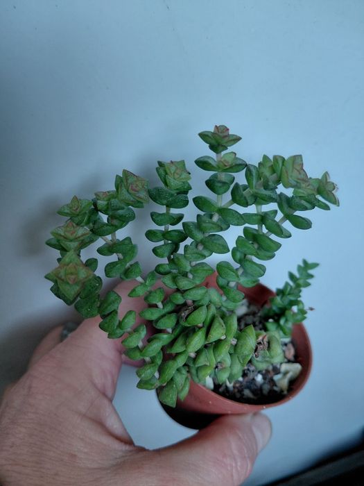 Продам суккуленты ехеверия