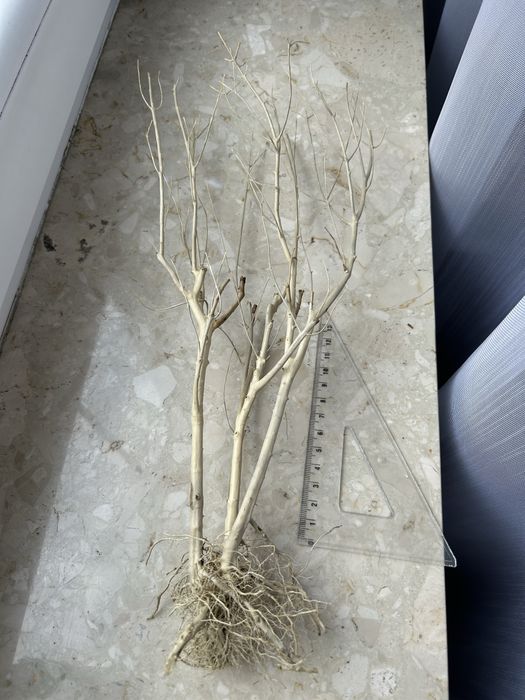 Korzeń do akwarium terrarium DIY ozdoba drzewko