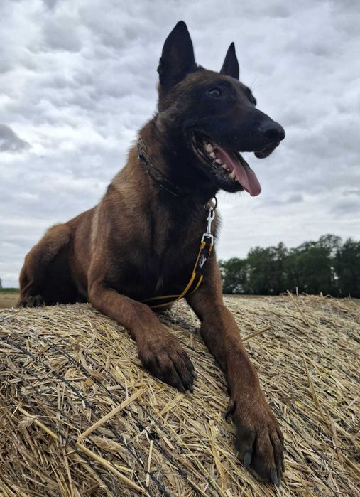 Szczenięta owczarka belgijskiego - Belgian Shepherd Malinois