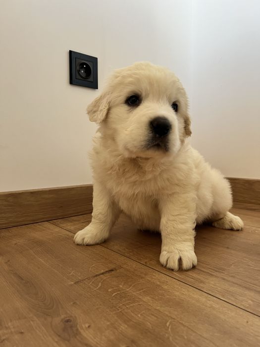 Owczarek Podhalański szczeniak