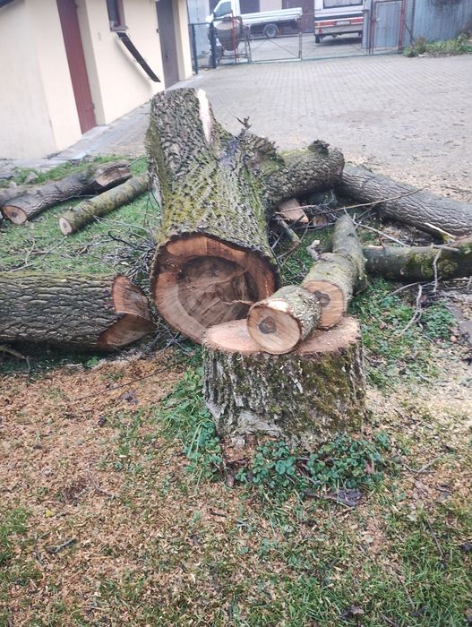 Kloce orzecha włoskiego