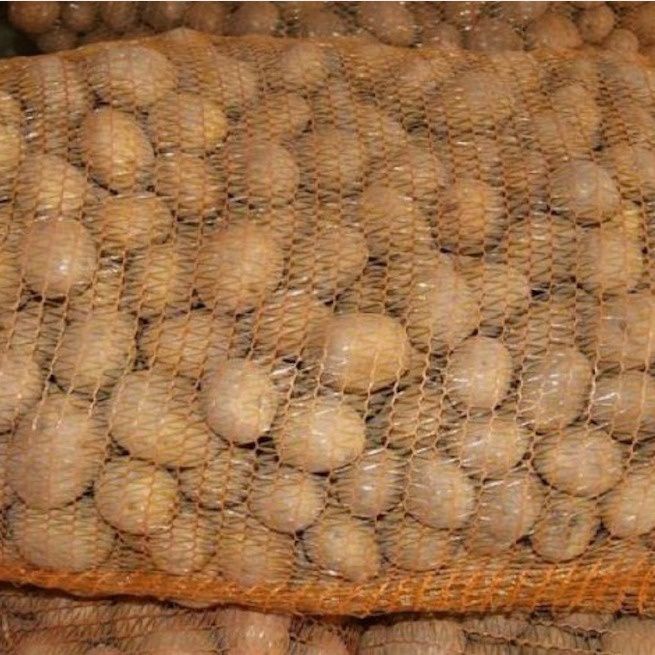 Ziemniaki wielkość sadzeniaka