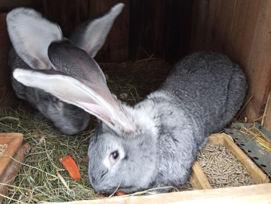 Króliki Belgii ,szynszyle,srokacze, czarne, białe.