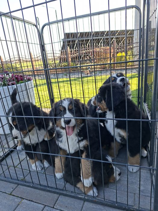 Berneński Pies Pasterski suczka