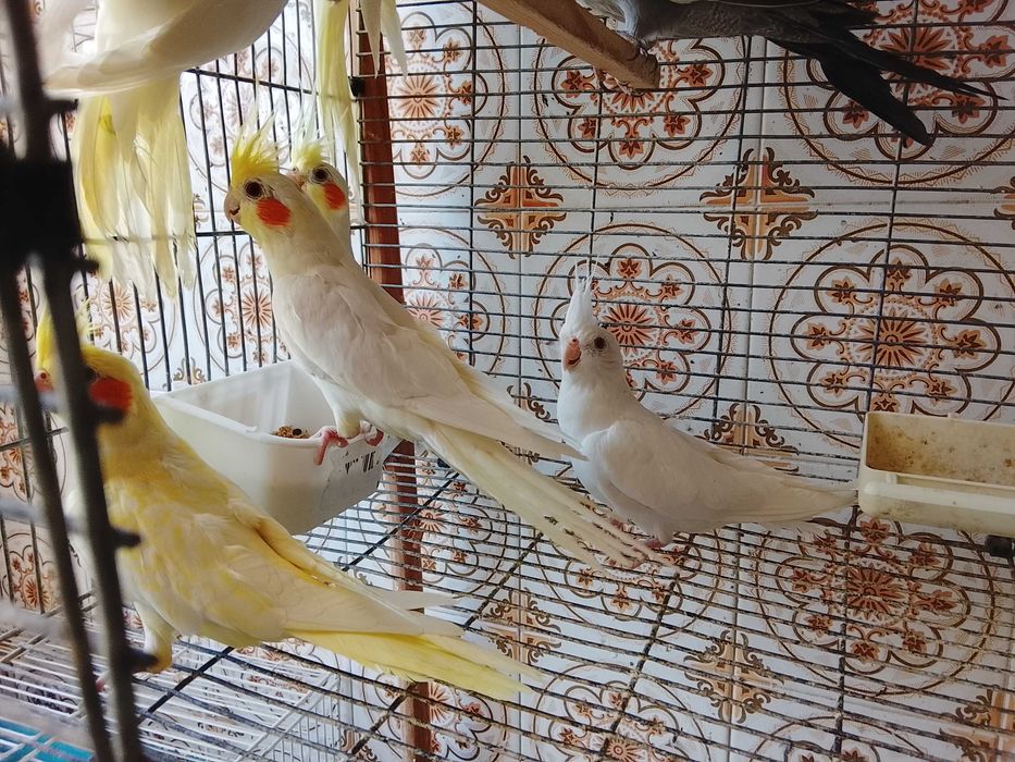 Caturras criadas a mao ou para criar