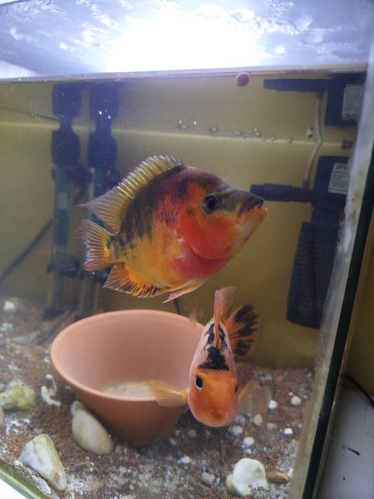 Vendo flowerhorn macho fader criaçao própria