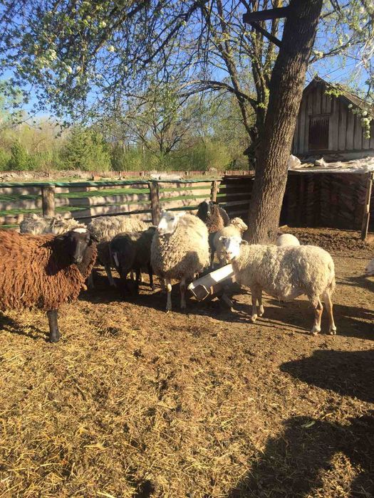 Молоді кітні вівці
