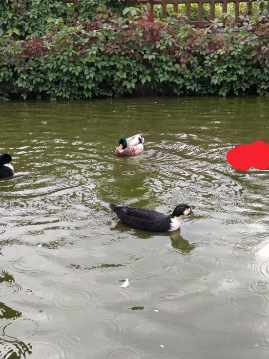 Kaczki call duck kanadyjki
