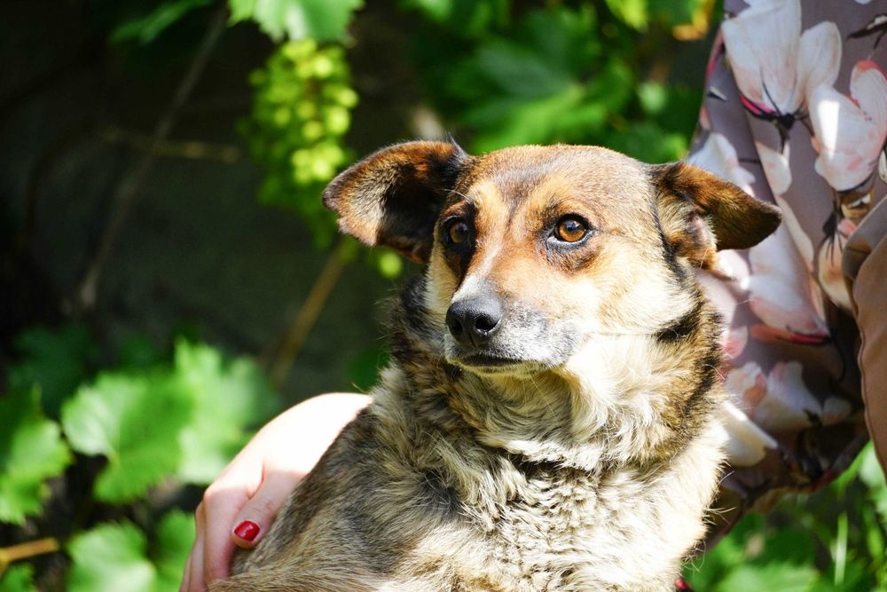 Czika - sunia którą skrzywdził człowiek