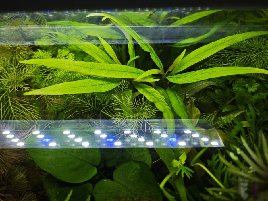 Plantas para aquário