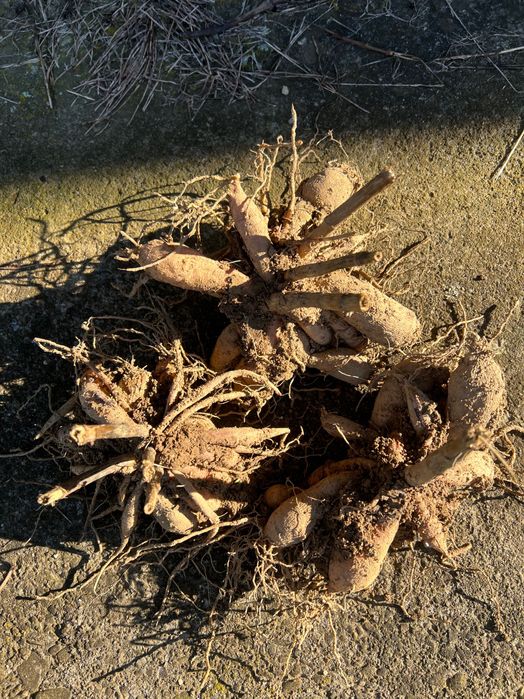 Георгіни, жоржини