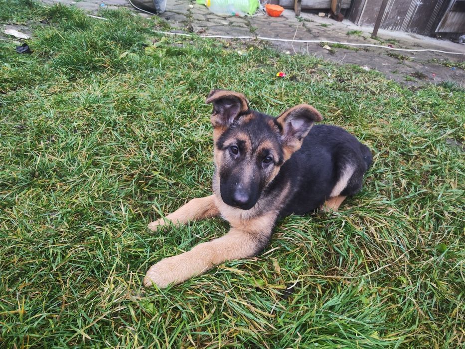 Німецька вівчарка