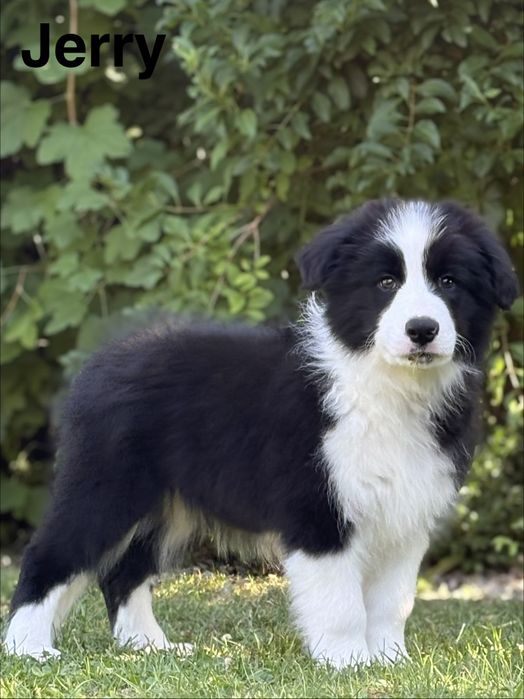 Piesek  Border Collie ZKwP/FCI