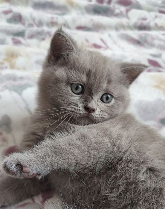 Котик кошеня скотіш фолд кіт прямовухий