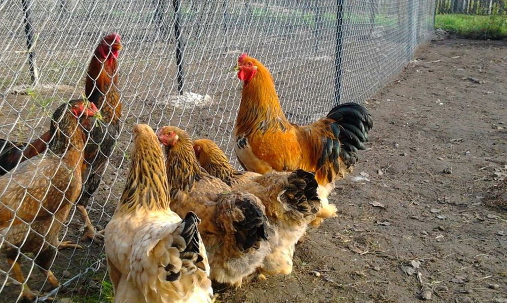 Інкубаційні яйця Паливої брами