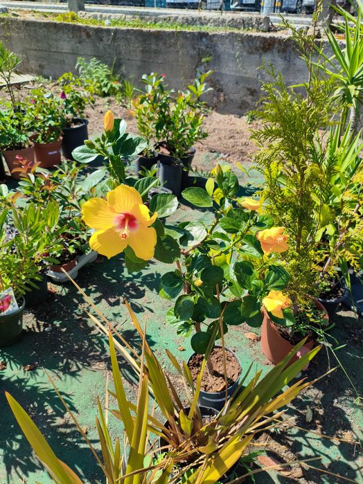 Hibisco Sinesis - planta em vaso