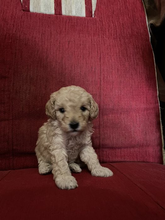 Пудель Той щенки