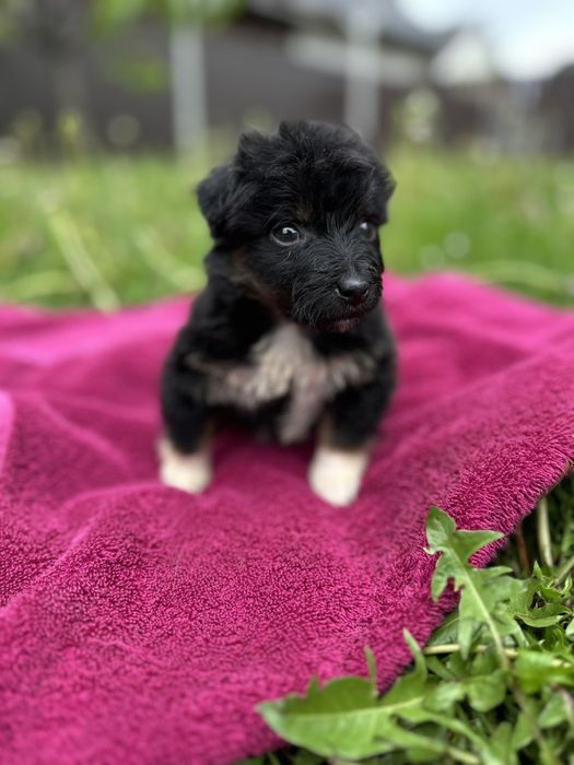 Хлопчики горобчики