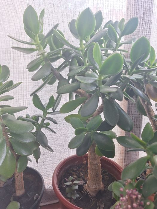 Красула, товстянка,  грошове дерево