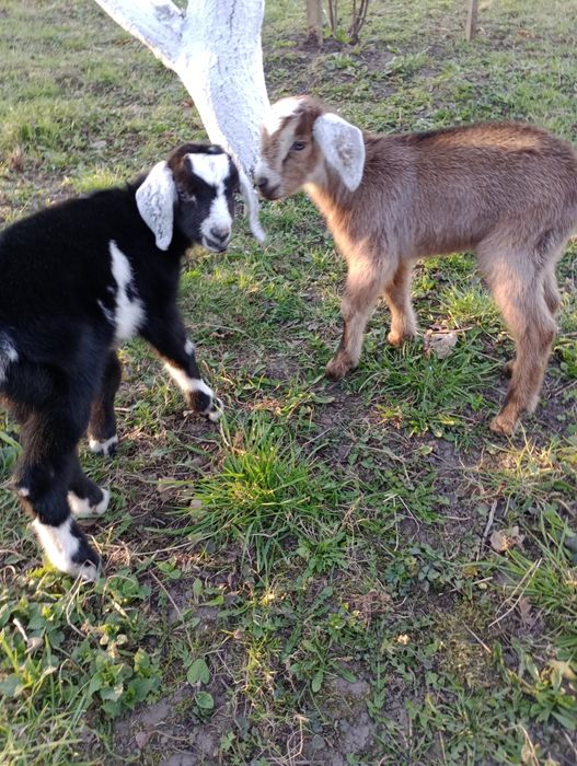 Кози. Козлики (альпієць + нубієць)