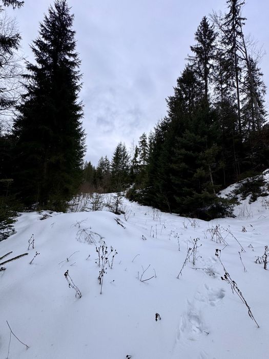 Ділянка в Карпатах біля річки ( Кривопільський перевал )