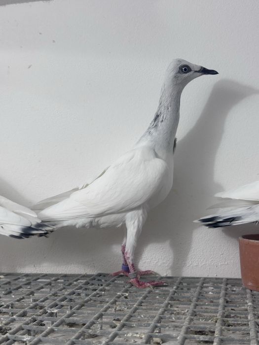 PDL Srebrniak samica