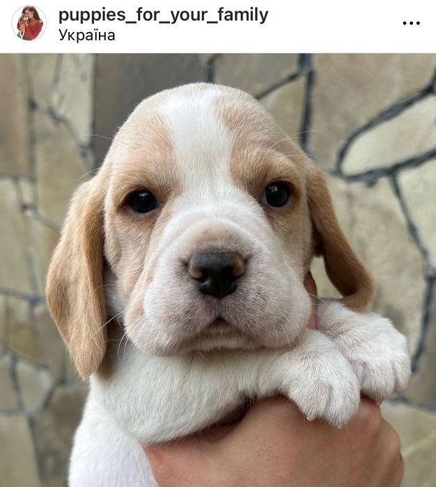 Вільні цуценята Бігль! Доставка по світу, повний пакет документів!