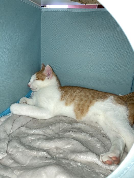 Kotek Staś pilnie szuka domu