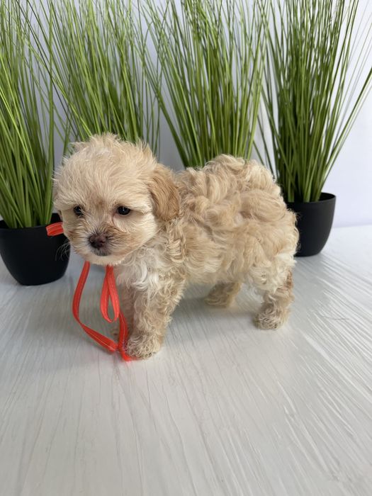 VIP Мальтипу F1  ваш найкращий подарунок літа