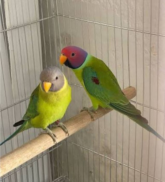 Casal reprodutor de cabeça de ameixa