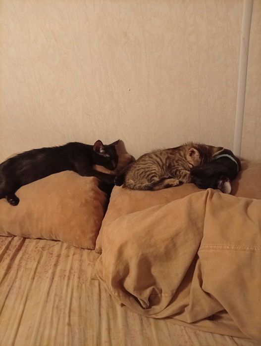 Dois machos para adoptar