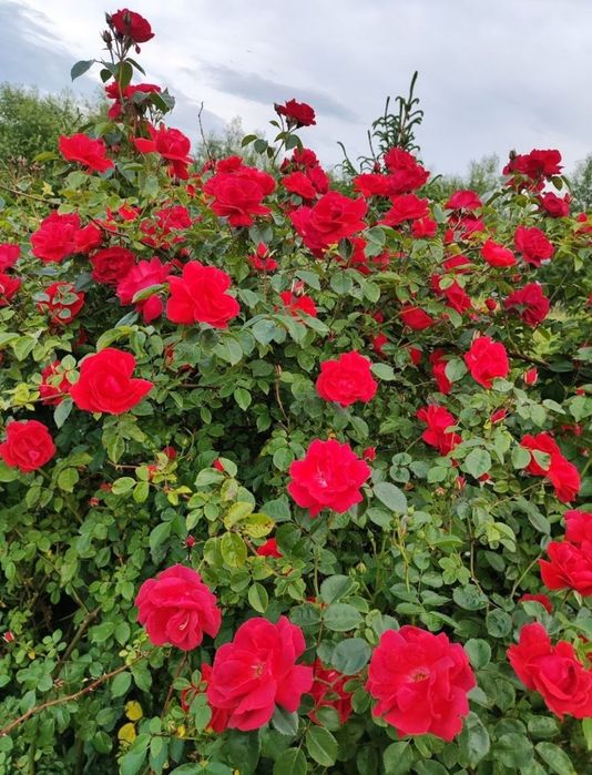 Черенки, живці, хакуро, вейгела, гліцинія, павловнія, матсудана, секка