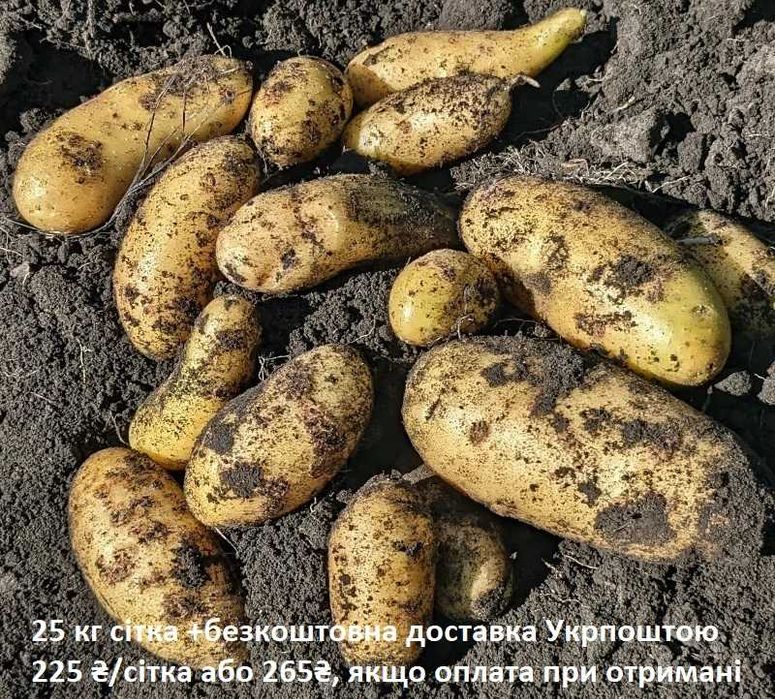 Картопля велика сітка + безкоштовна доставка УП,  ціна за 1 кг