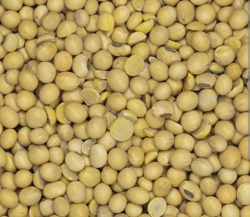 Soja nasienie zbiór 2025