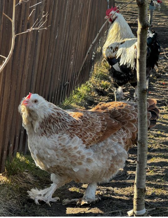 Фавероль інкубаційне яйце