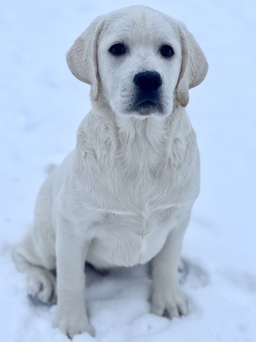 Гарний хлопчик чекає на свою родину!
