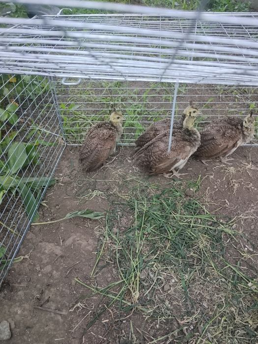 Продам малечу Павлівнів