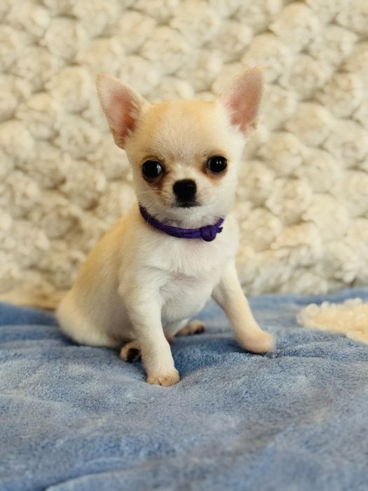 Chihuahua piesek FCI