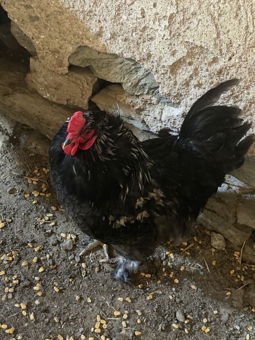 Galo brahma com 6 meses de vida