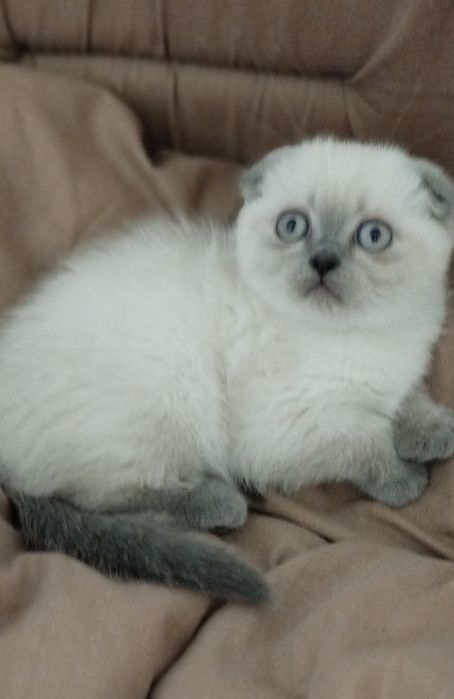 Шотландские скоттиш фолд и страйт девочки