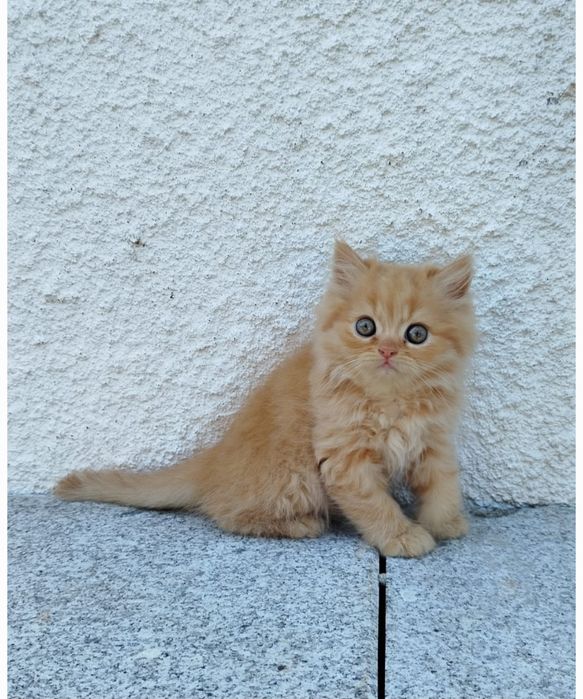 Benji Gatinho Persa Red Tabby  para Acasalar