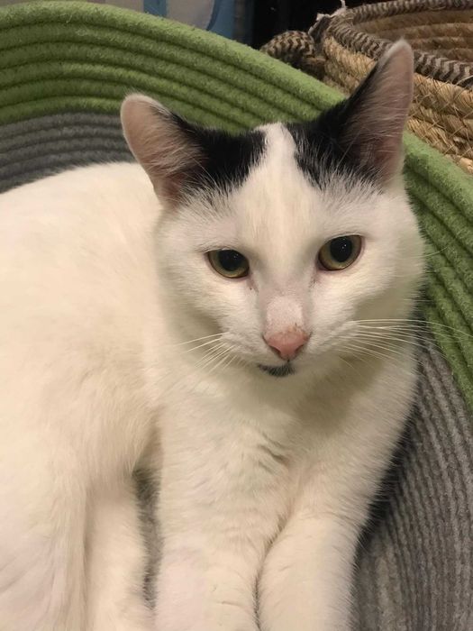 Uroczy Mango szuka super domku